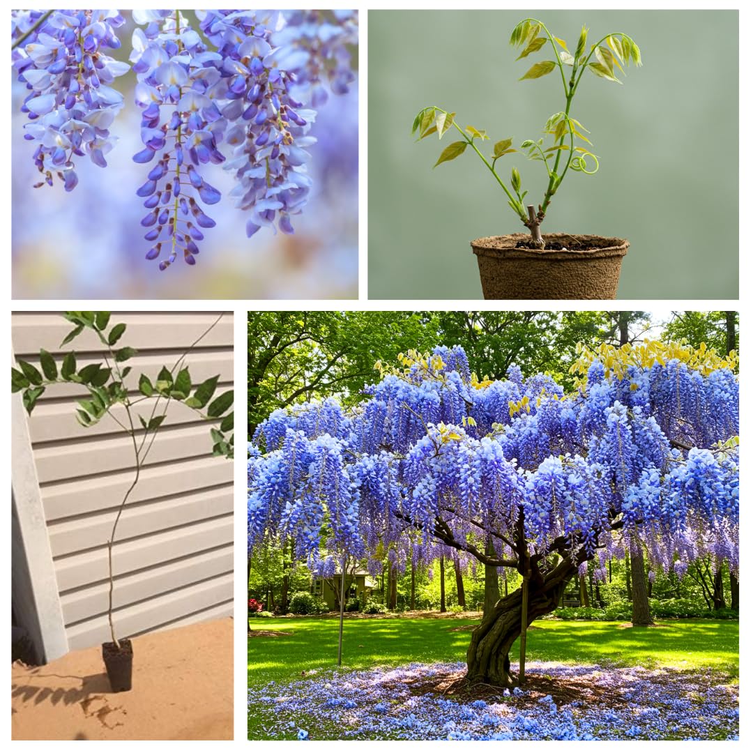 Blue Moon Wisteria Live Tree Seedling – 1 Healthy Plant for Planting – Fast-Growing Vine with Fragrant Lavender-Blue Blooms – Ideal for Trellises, Arbors, and Garden Landscaping