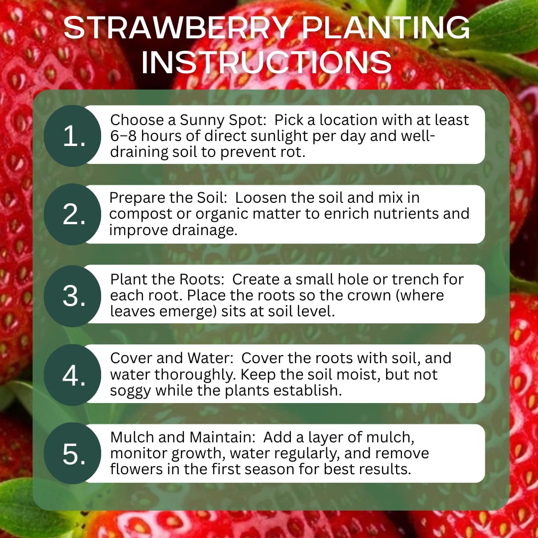 Ruby Giant Strawberry Plants – Extra Large Sweet Strawberries – High Yield Strawberry Runners – Big Fruit, Easy to Grow Plants for Home Gardens (5 Plants)