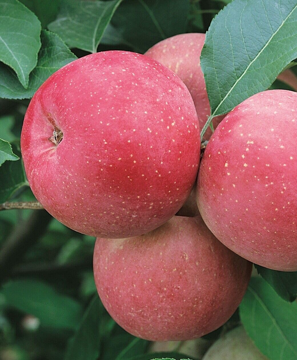 Fuji Apple Tree - 24-36" Tall Live Plant - 2-3 Foot Tall Juicy Red Apple Fruit Tree - Malus domestica 'Fuji'