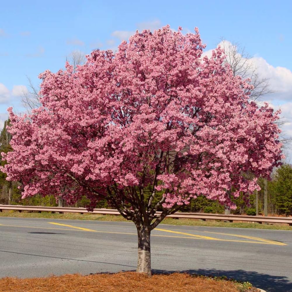 Cherry Blossom Tree, Live Ornamental Tree 6-12" Tall in Pot, Beautiful Spring Blooms for Outdoor Planting (Dark Pink Cherry Blossom)
