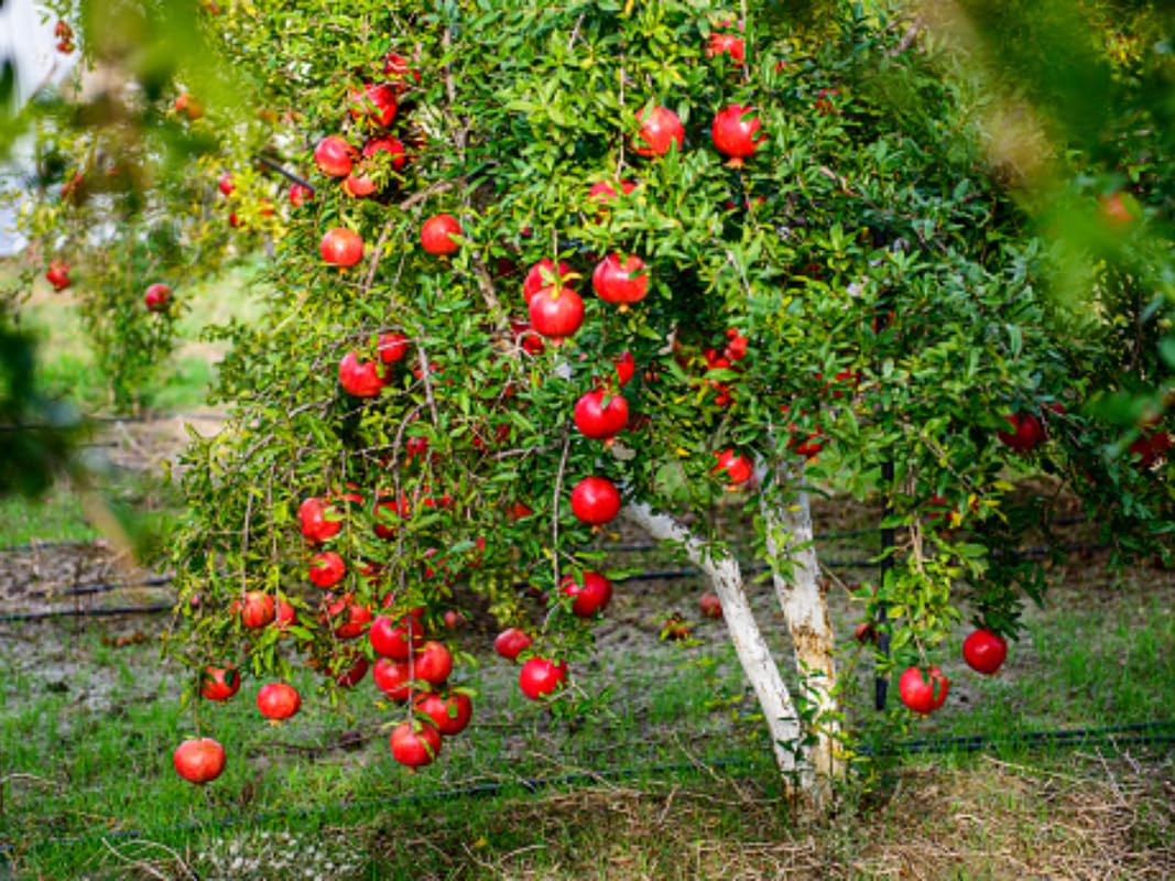 Large Sweet Fruit Pomegranate Tree Live Plant, Well Rooted, 6 to 8 Inc Tall, Delicious Large Sweet Fruit