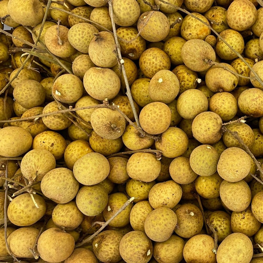 Longan Tree Live Plant 3 Gallon 2-3 Ft Tall, Live Tropical Fruit Plant, Sweet Longan Fruit Tree for Outdoor Growing, No Ship to CA