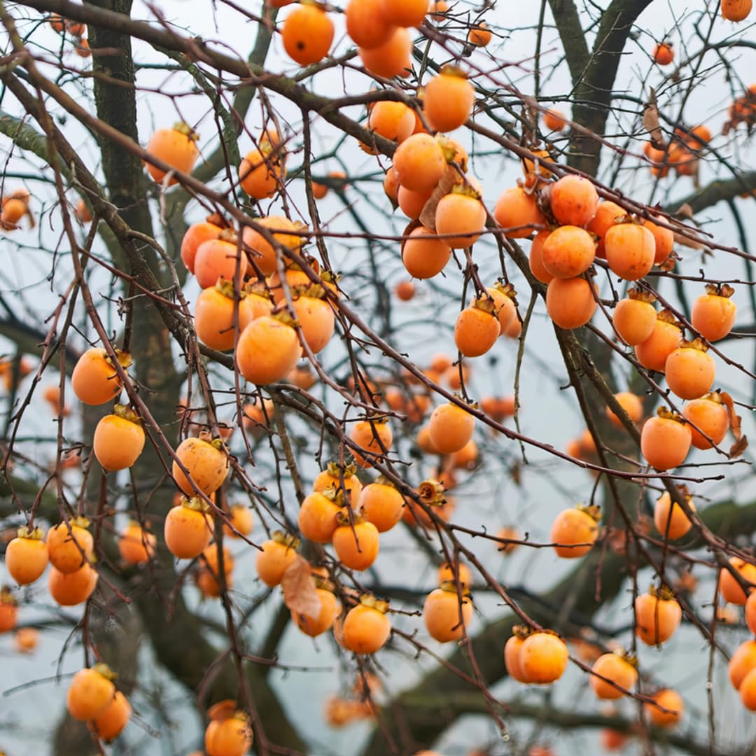 2 Bare Root American Persimmon Trees Live Plants, Dormant Seedlings 1-2 Feet Tall, Cold Hardy Fruit Trees for Planting, Zones 4-9