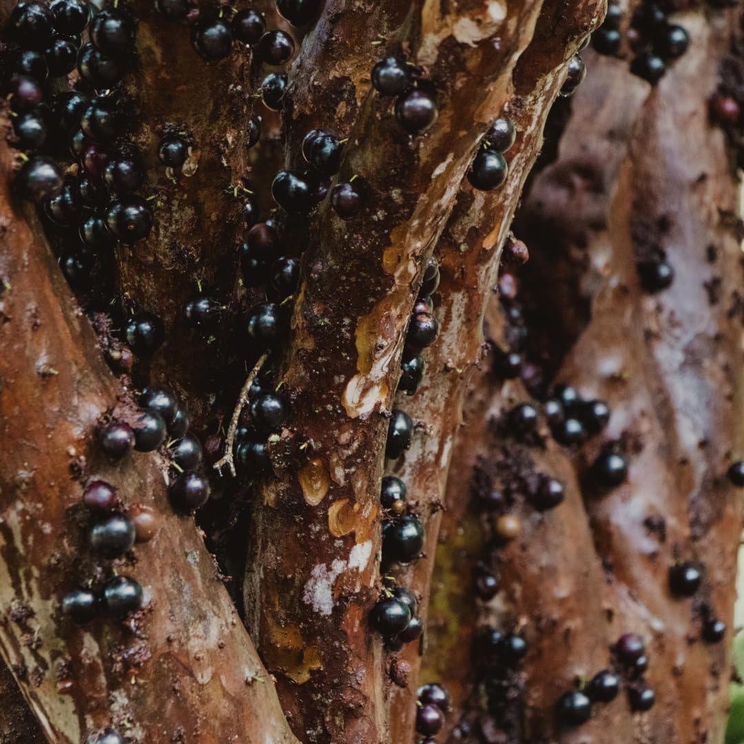 Live Jaboticaba Plant, Black Jabuticaba Tree, 2-3 Feet in 3 Gallon Pot, Brazilian Grapetree, Ready to Grow, No Shipto CA