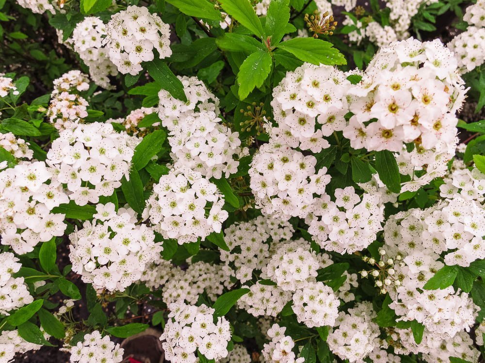 Bridal Wreath Spirea - Size: 1 Gallon, Live Plant, Includes Special Blend Fertilizer & Planting Guide