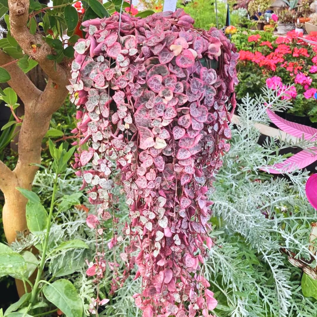 Variegated String of Hearts Live Plant in 4" Pot, Easy Indoor Hanging Succulent, Trailing Houseplant Indoor Outdoor, Easy to Root