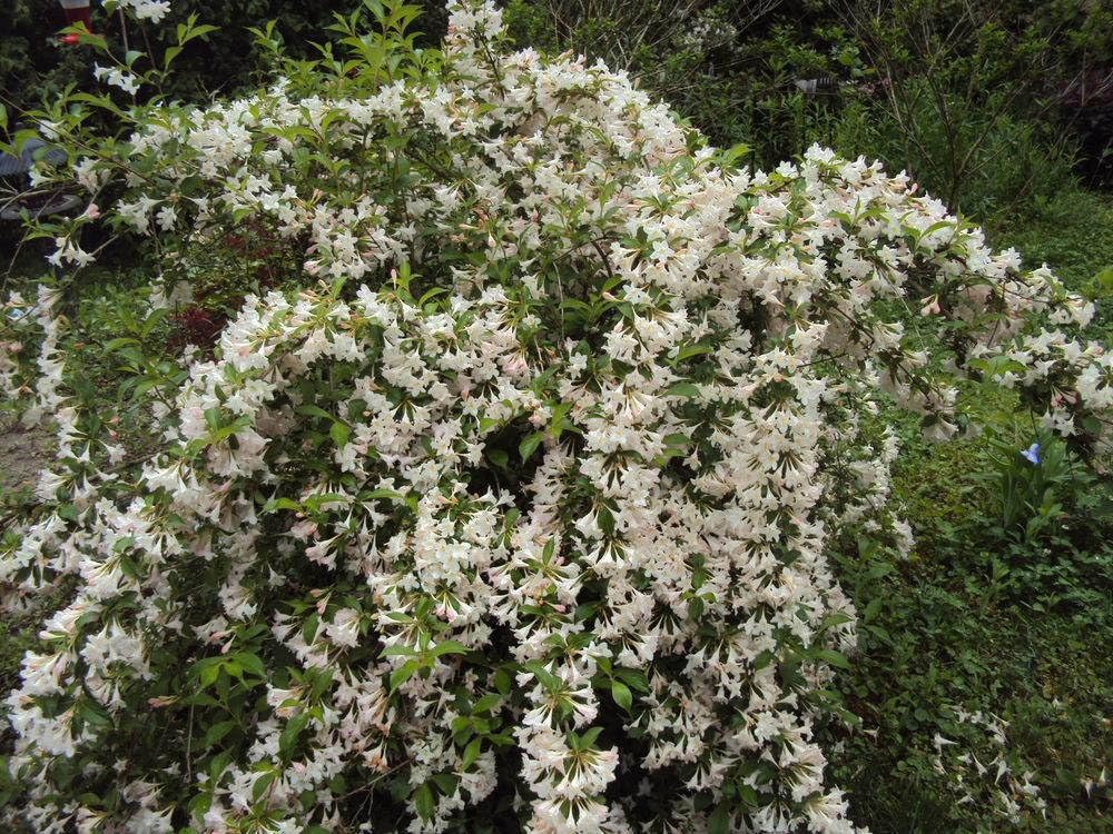 Live Plant - 2 White Weigela Rounded Shrubs - Live Plants - 6-12" Tall Seedlings - 4" Pots