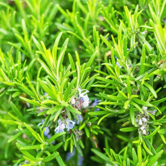 02 Rosemary Plants Live, 4 to 7 Inc Tall, Live Rosemary Plants Indoor Gardening Outdoor, Rosemary Live Plant
