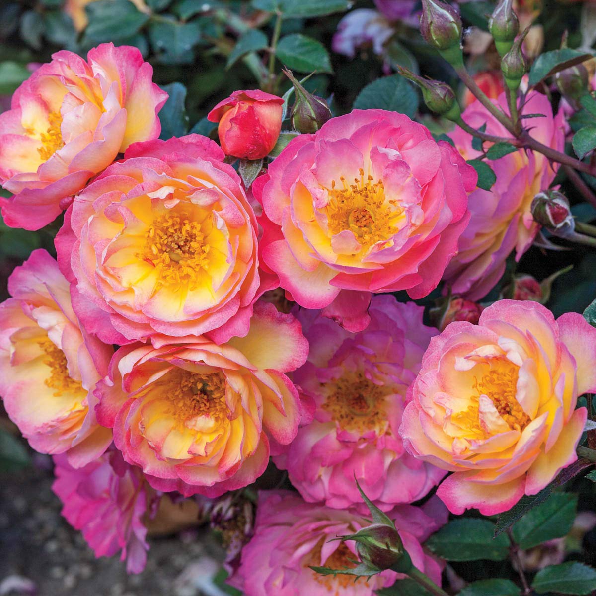 BRECK'S - Watercolors Home Run Dormant Bare Root Shrub Rose, Includes one Plant per Order