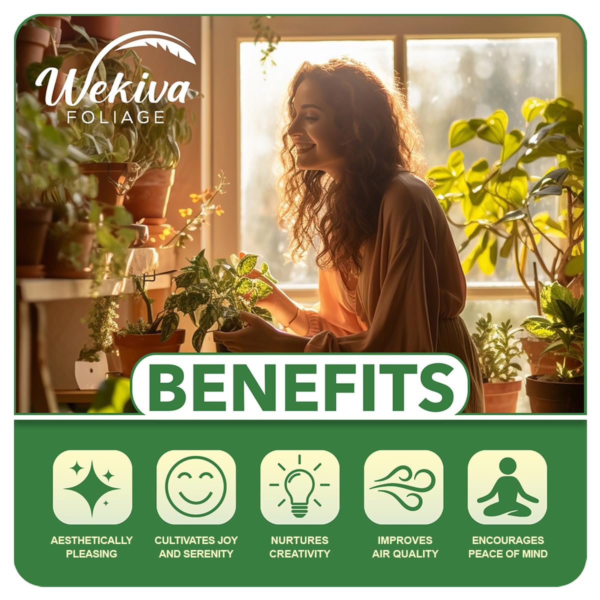 Elite Gold Pineapple Plant - 1 Live Starter Plant - Ananas Comosus - Edible and Fruit Bearing for Patio and Garden