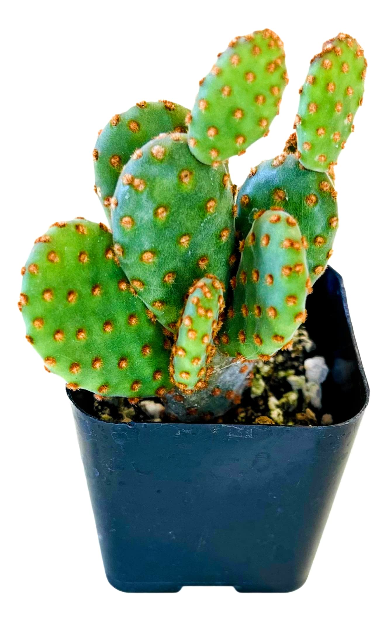 Fat Plants San Diego Living Indoor Succulents and Cactus Rooted in Plastic Planters with Soil (2 Inch, Opuntia rufida)