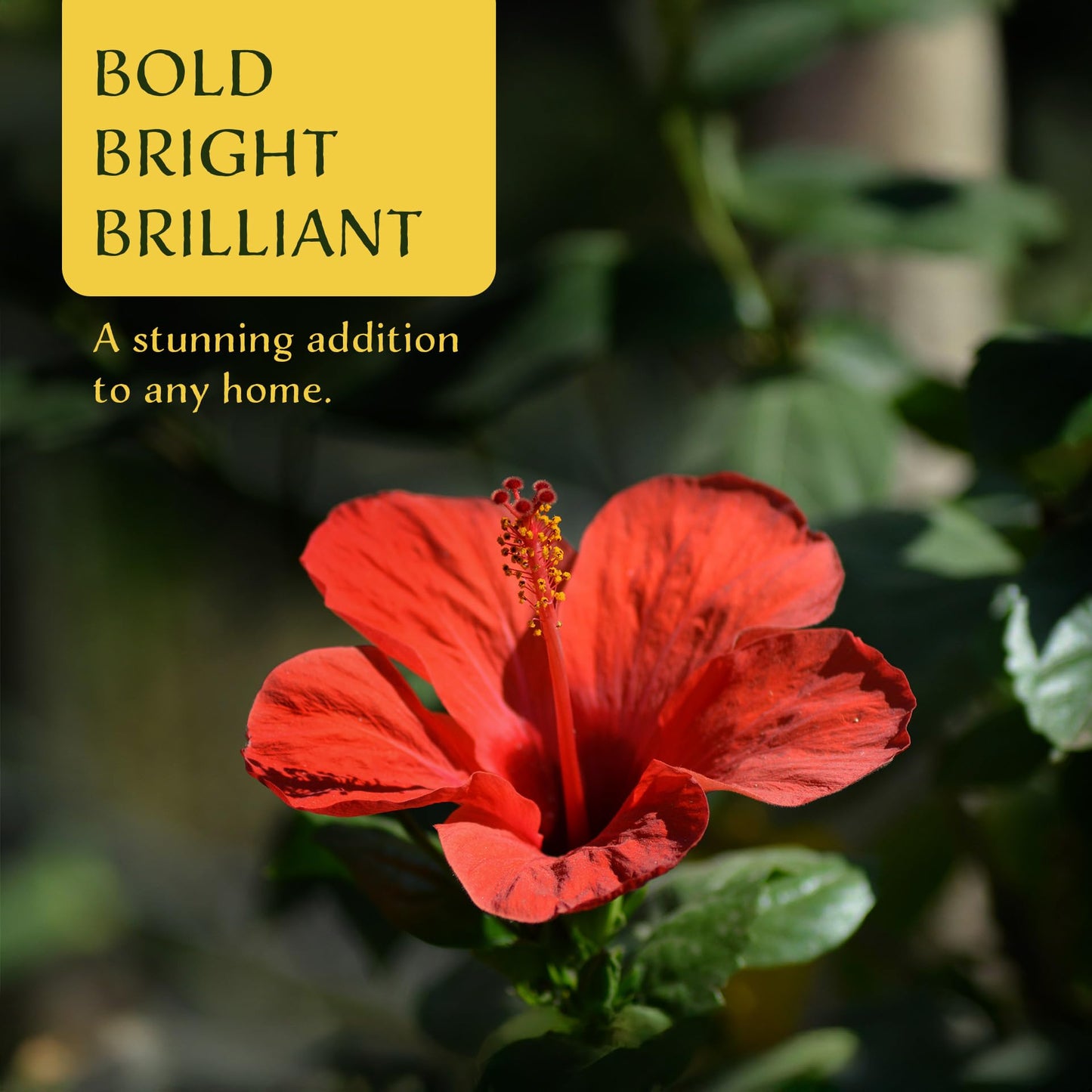 2 Brilliant Hibiscus in 3.5" Nursery Cubes | Hibiscus rosa-sinensis ‘Brilliant’ | Tropical Red Flowering Shrub for Containers, Patios & Gardens | Ready-to-Plant Live Starters