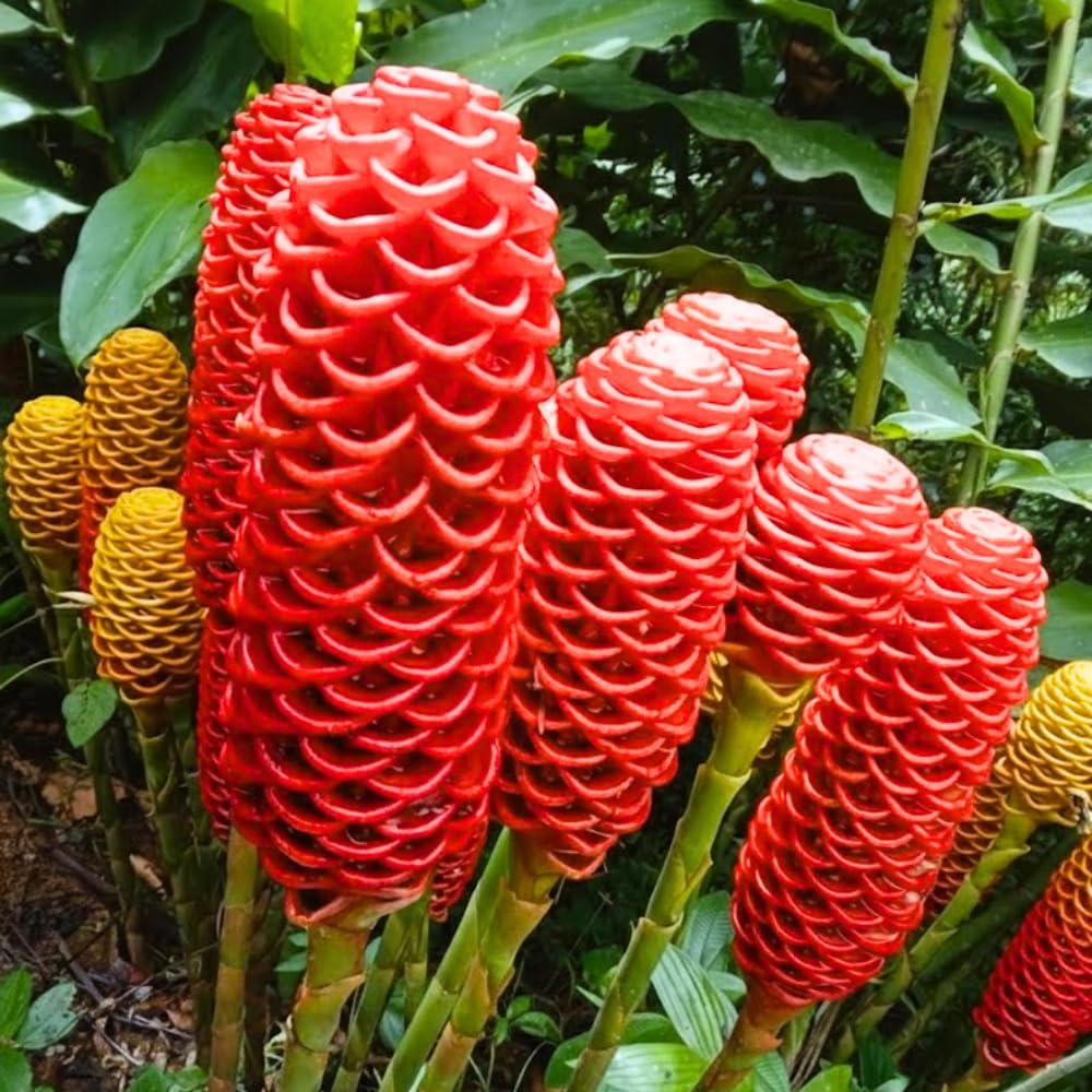 10 Awapuhi Shampoo Ginger Roots, Zingiber Zerumbet Pinecone Ginger Lily, Red Ginger Flowers to Grow, Ginger Rhizomes