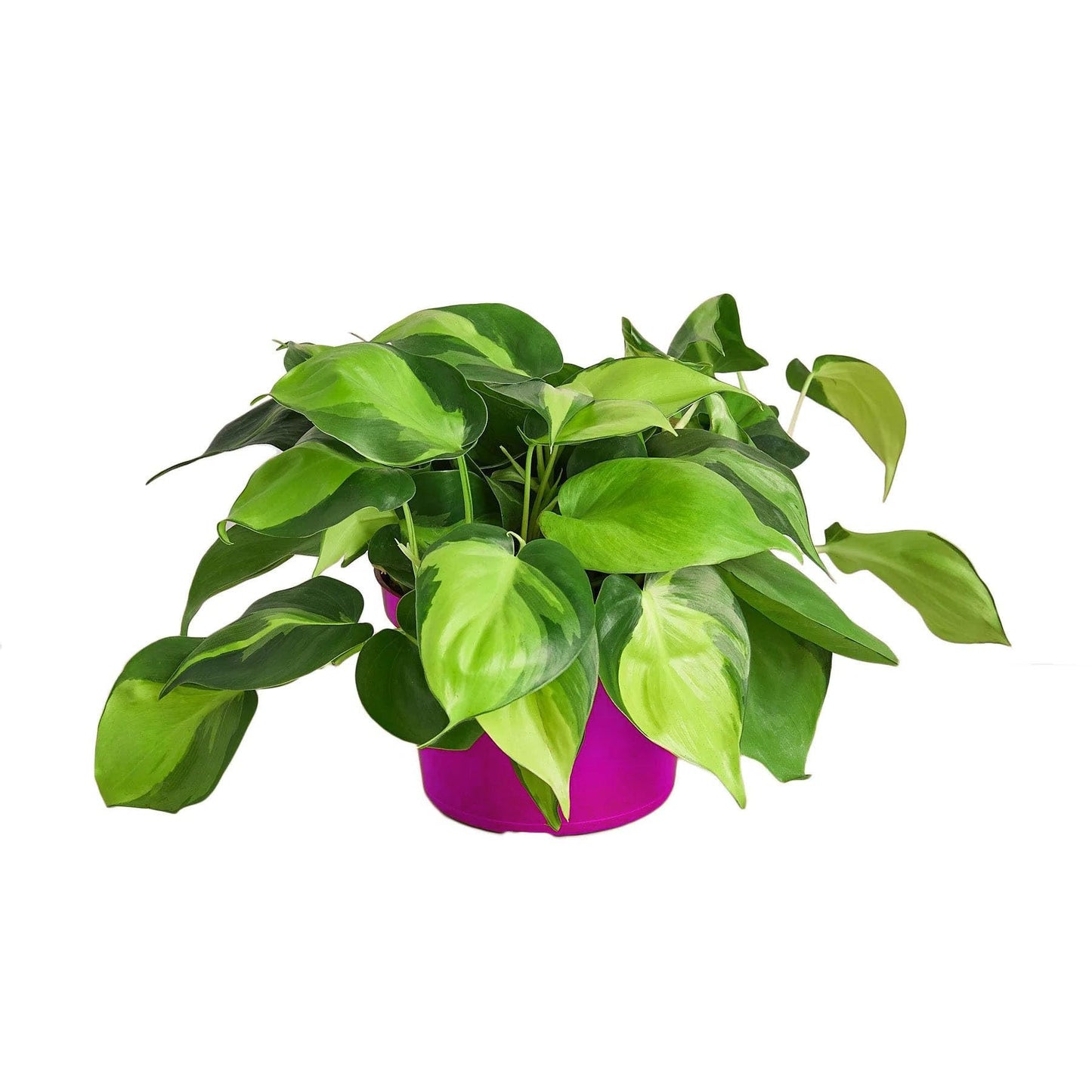 7 Pack Philodendron 'Brasil' in 3in Pot - Live Tropical Houseplant - Easy to Grow | Air Purifying | Variegated | USA Growers | The Snobby Leaf