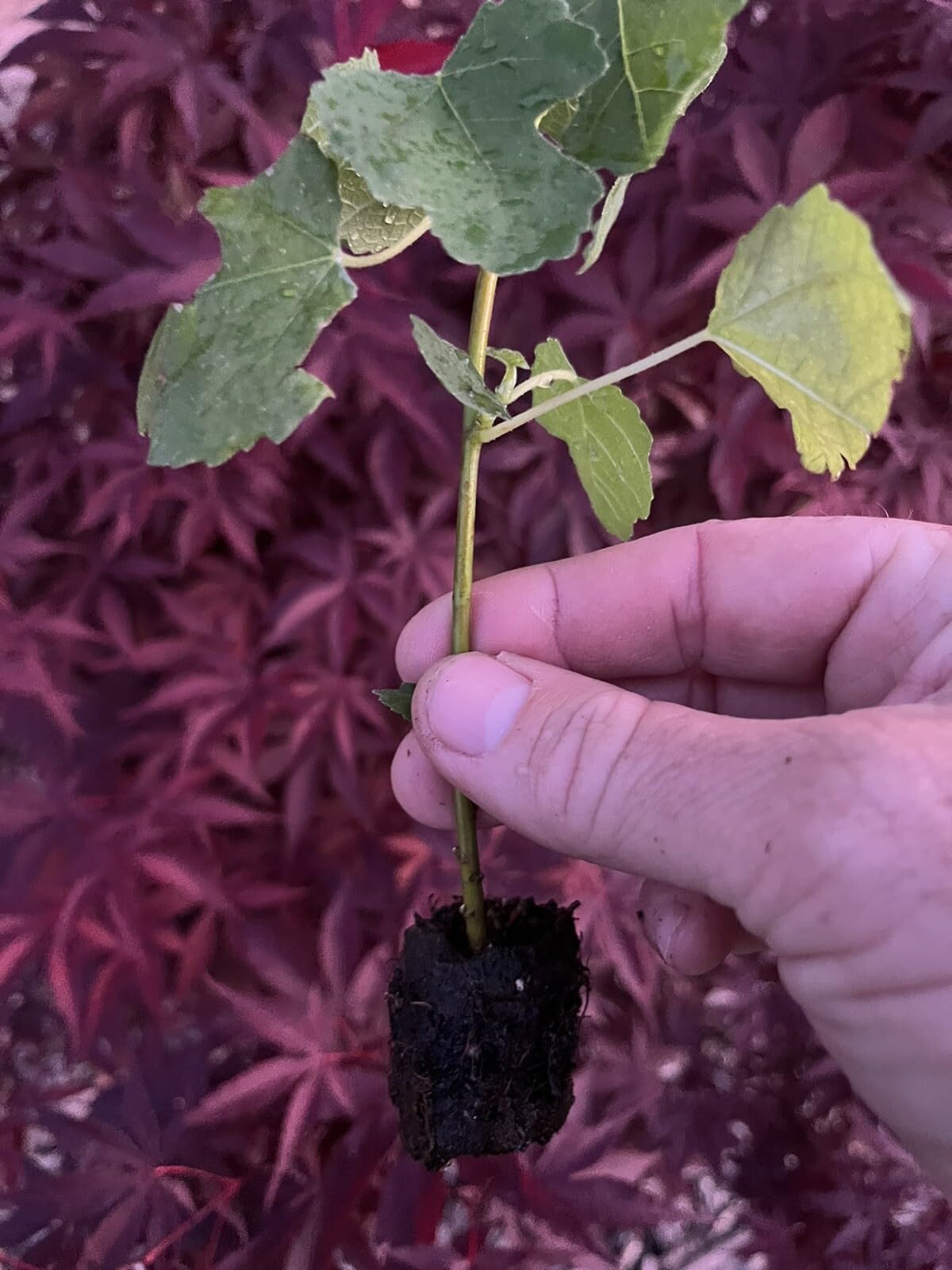Live Plant - Fig Trees 1 Live Plant “Kadota” Cold Hardy