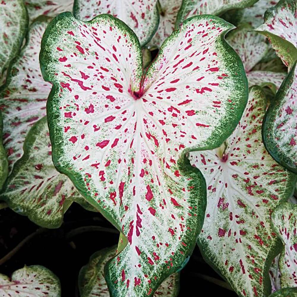 UtopiaSeeds Gingerland Caladium Bulb - Dwarf Fancy Leaf Caladium - 1 Caladium Root