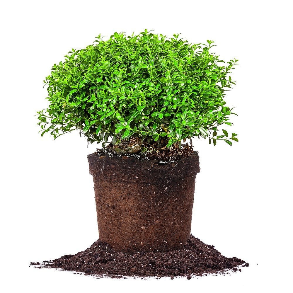 Soft Touch Holly - Size: 1 Gallon, Live Plant, Includes Special Blend Fertilizer & Planting Guide