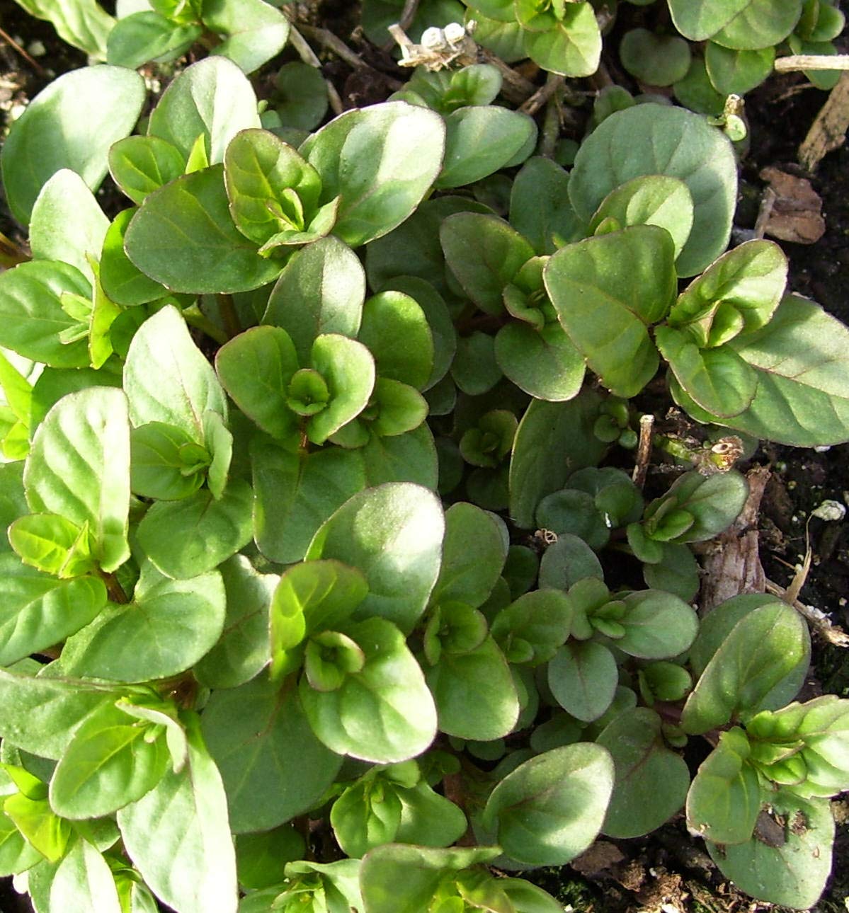 Orange Mint, Fragrant, Live Plant 3.5" Pot