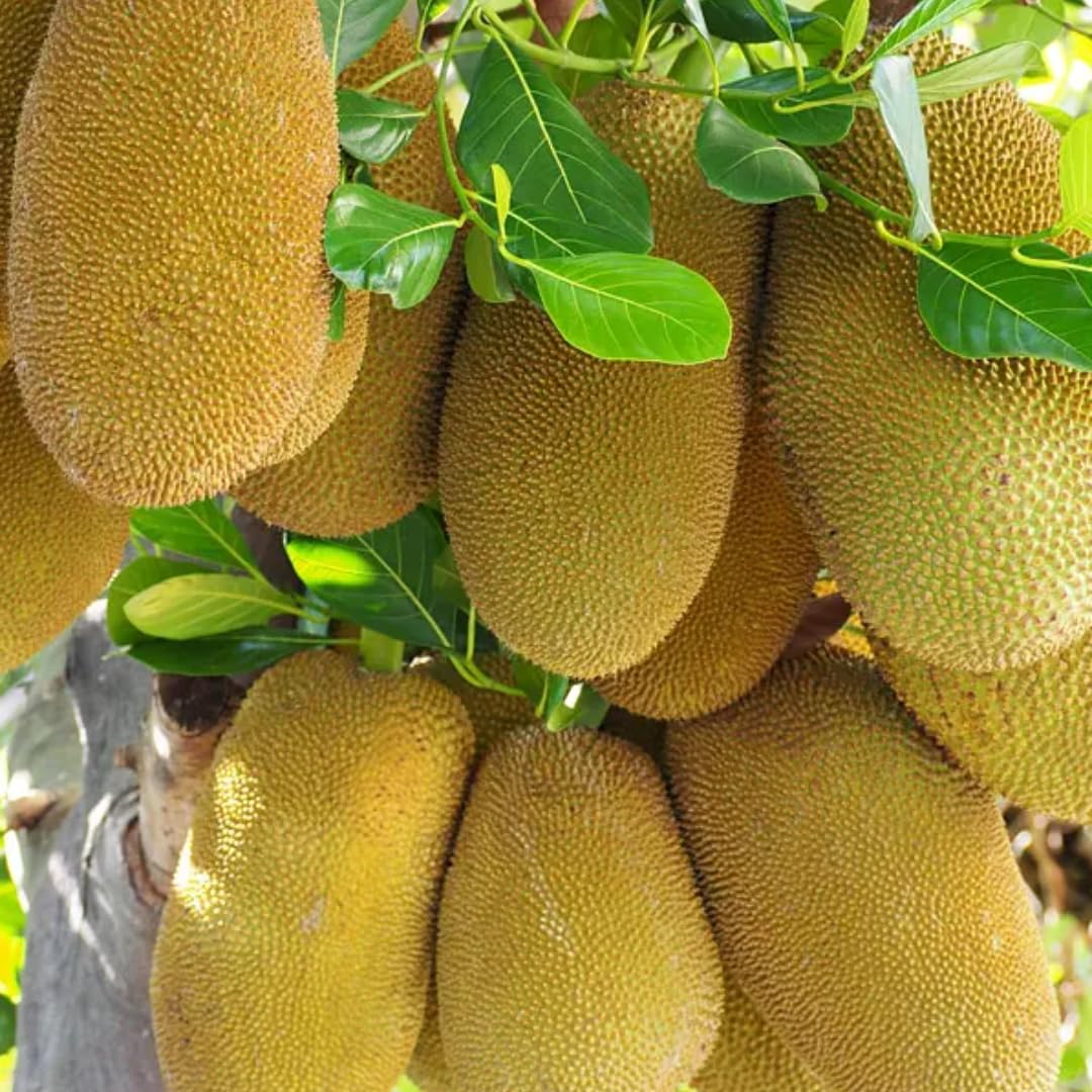 1 Year Old Jackfruit Tree Live Plant in Pot, 8-14" in Tall, Yellow Sweet Jackfruit Tropical Fruit Trees for Outdoor Planting