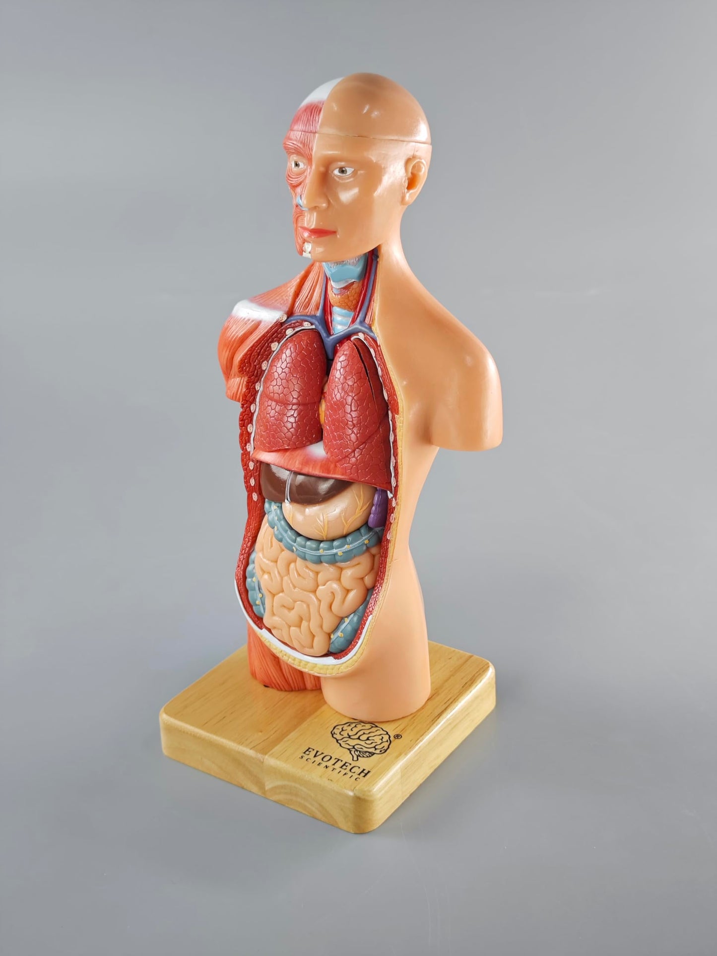 EVOTECH SCIENTIFIC 2026 New Human Body Model for Anatomy, 15 Pcs Removable 11 inch Human Torso Anatomical Model with Heart Head Skull Brain Skeleton, School Medical Education Display