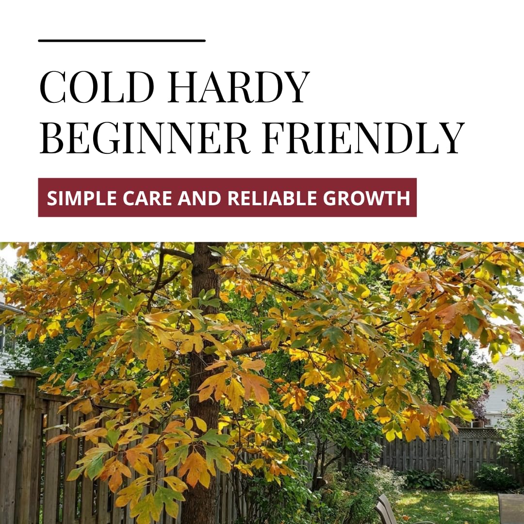 2 Live Sassafras Tree Plants for Growing (Sassafras albidum) – Hardy Native Deciduous Tree – Vibrant Fall Color – Ideal for Landscaping & Wildlife Gardens - Well Rooted Tree Seedlings