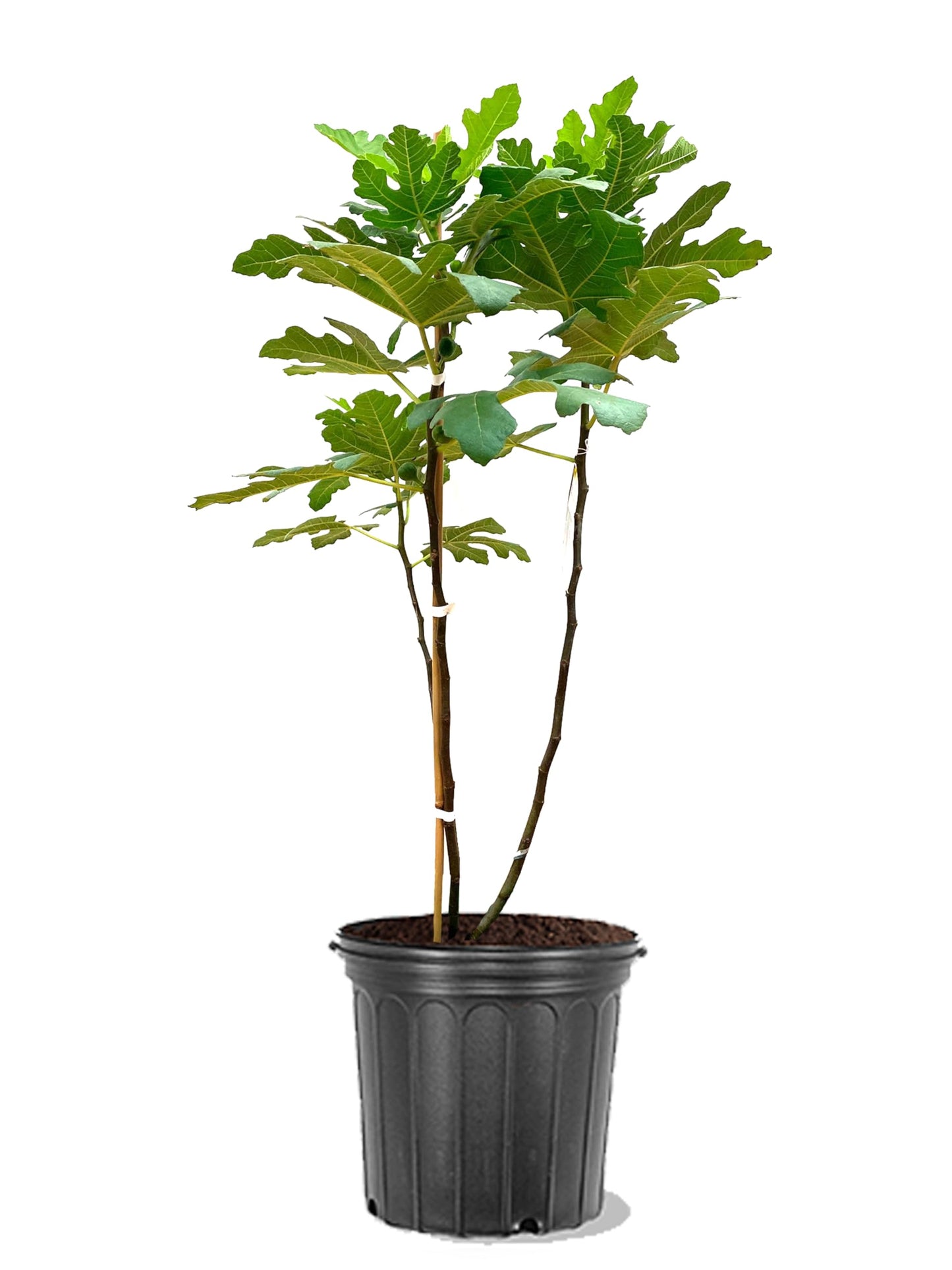 Fig Tree Chicago Hardy 5 Gallon - (Due to Agricultural Laws, we Cannot Ship to CA, AZ, AK, or HI)
