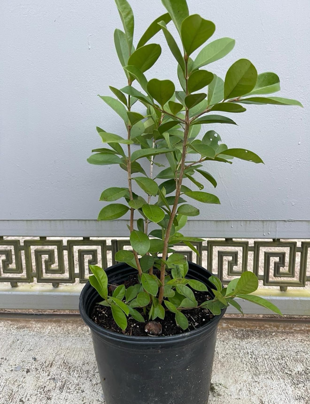 Big Lemon Guava (Psidium littorale) Guayaba Lemon Live Fruit Tree (2-3ft) Plant