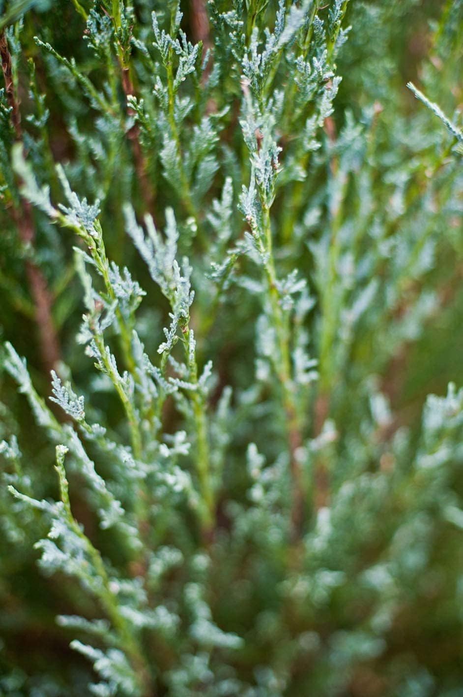 Skyrocket Juniper | 1 Live 4 Inch Plant | Juniperus Scopulorum | Evergreen Privacy Screen, Fast Growing Landscape Tree, Low Maintenance Garden, Ornamental Foliage, Drought Tolerant Plant