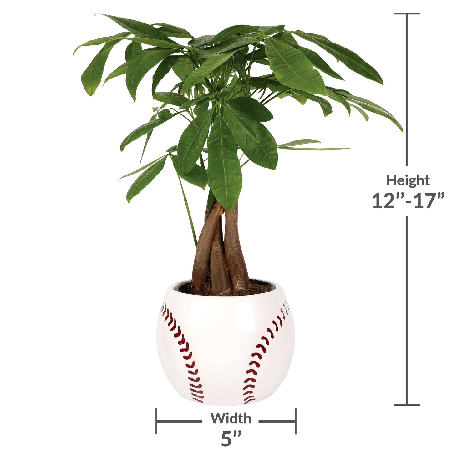 Green Circle Growers Money Tree, 5 Inch Indoor Plant in Baseball Ceramic Pot, Green
