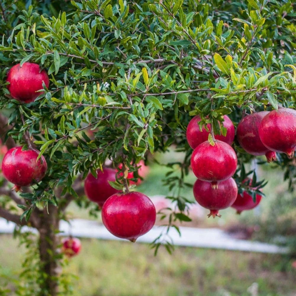 Sweet Pomegranate Live Plant 8-10 Incch Tall, 4 Inches Pot, Red Pomegranate Plants Live, Edible Fruit Bearing Tree for The Patio and Garden