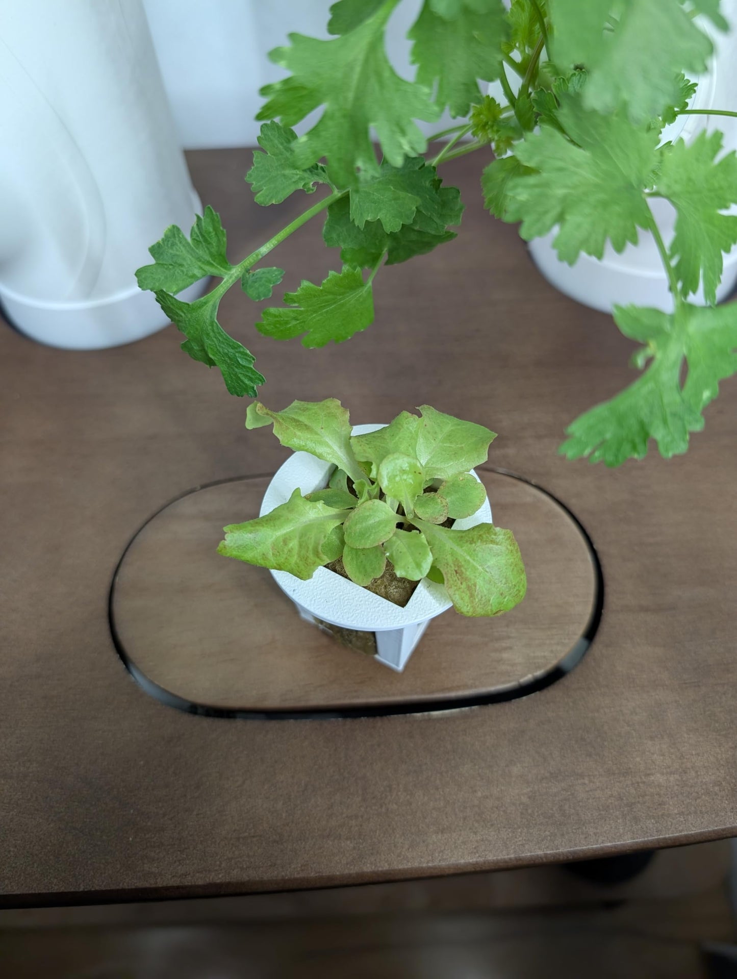 Grow Cubes for Hydroponic System/Compatible with Gardyn (10 Cubes+Rockwool)