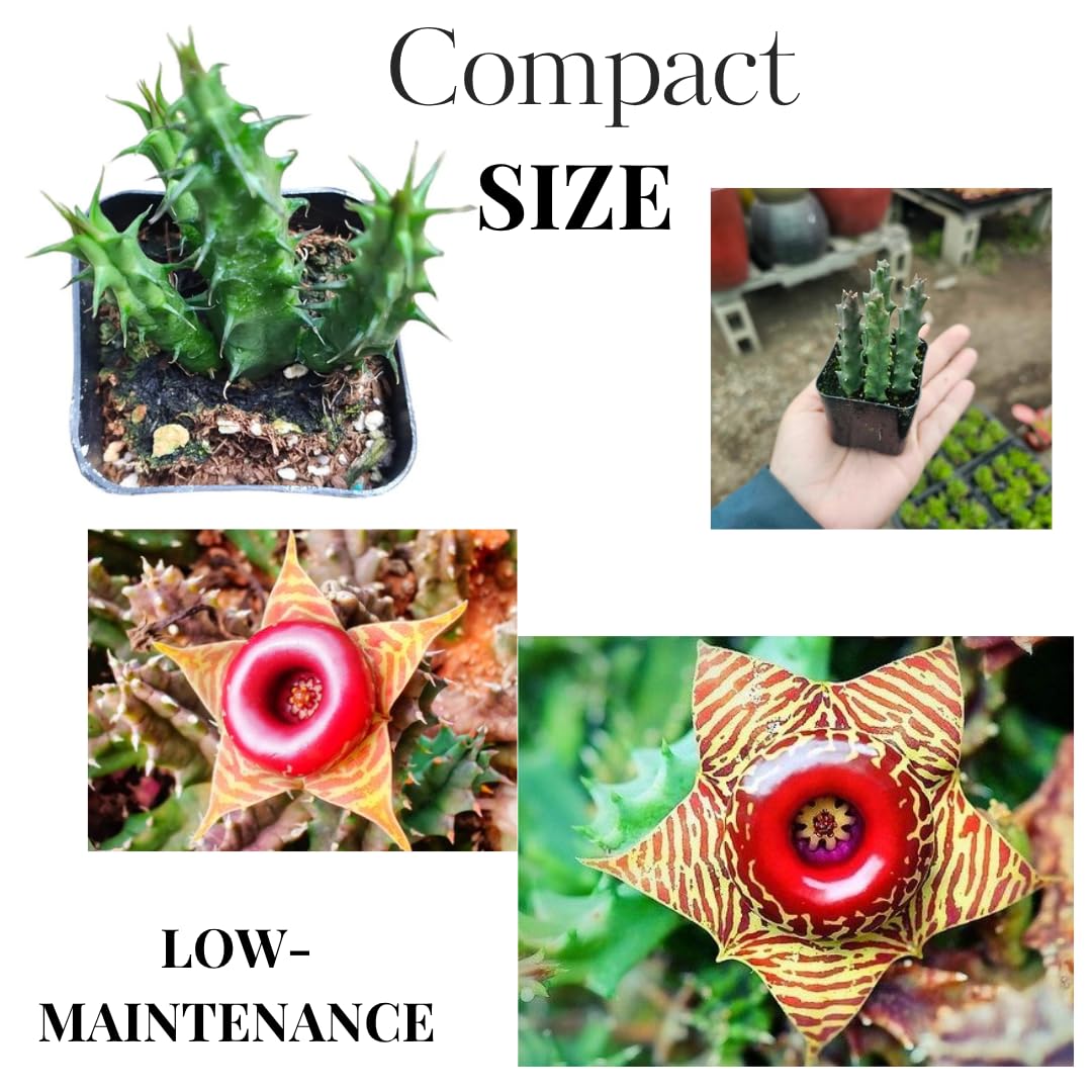 Lifesaver Zebrina Starfish Cactus Cactus Plant, Trailing Cactus Succulent Well Rooted in 2" Pot Ornamental Houseplant for Hanging Basket