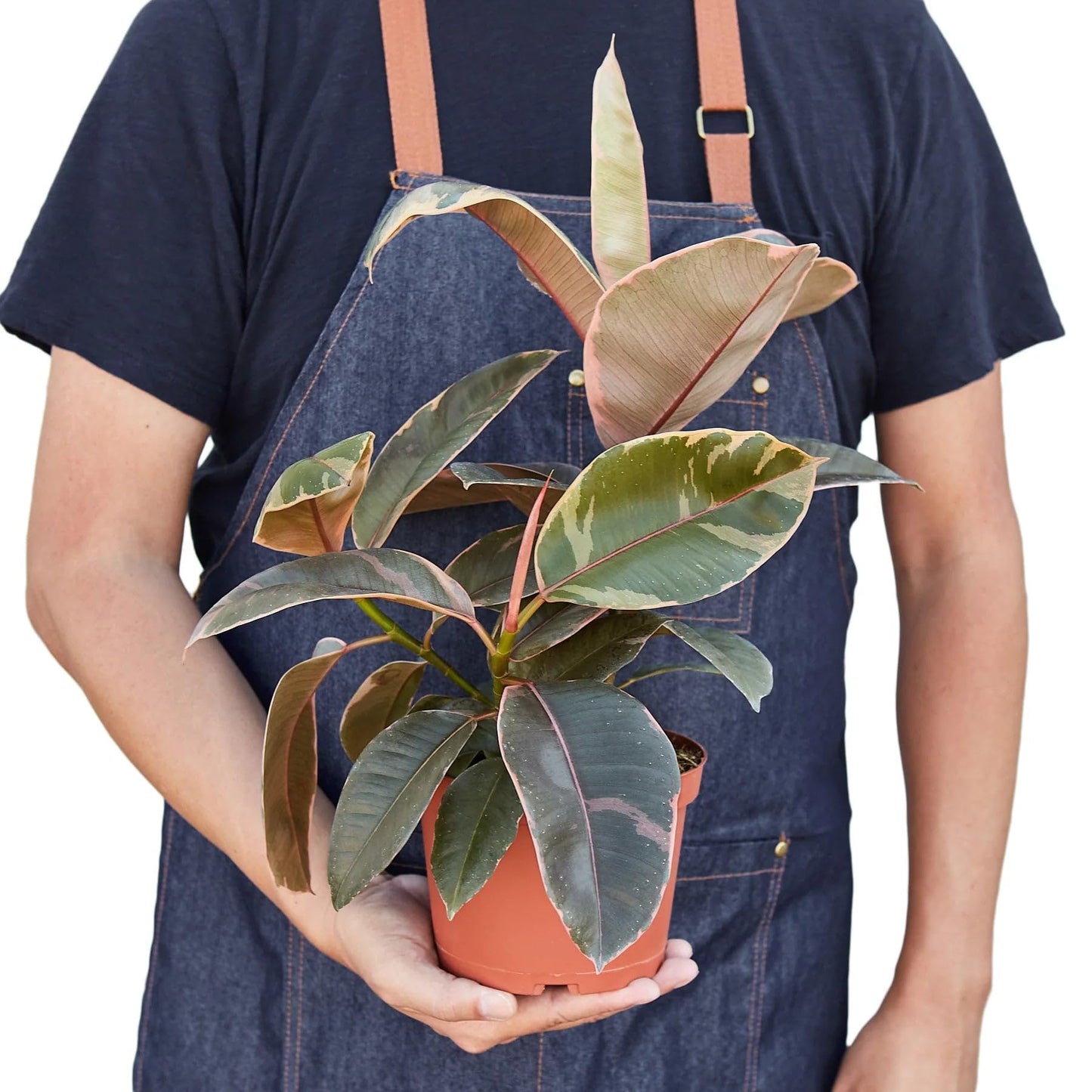 Ficus Elastica 'Ruby Pink' in 4in Pot - Live Plants Tropical Houseplants | Variegated | USA Growers | The Snobby Leaf
