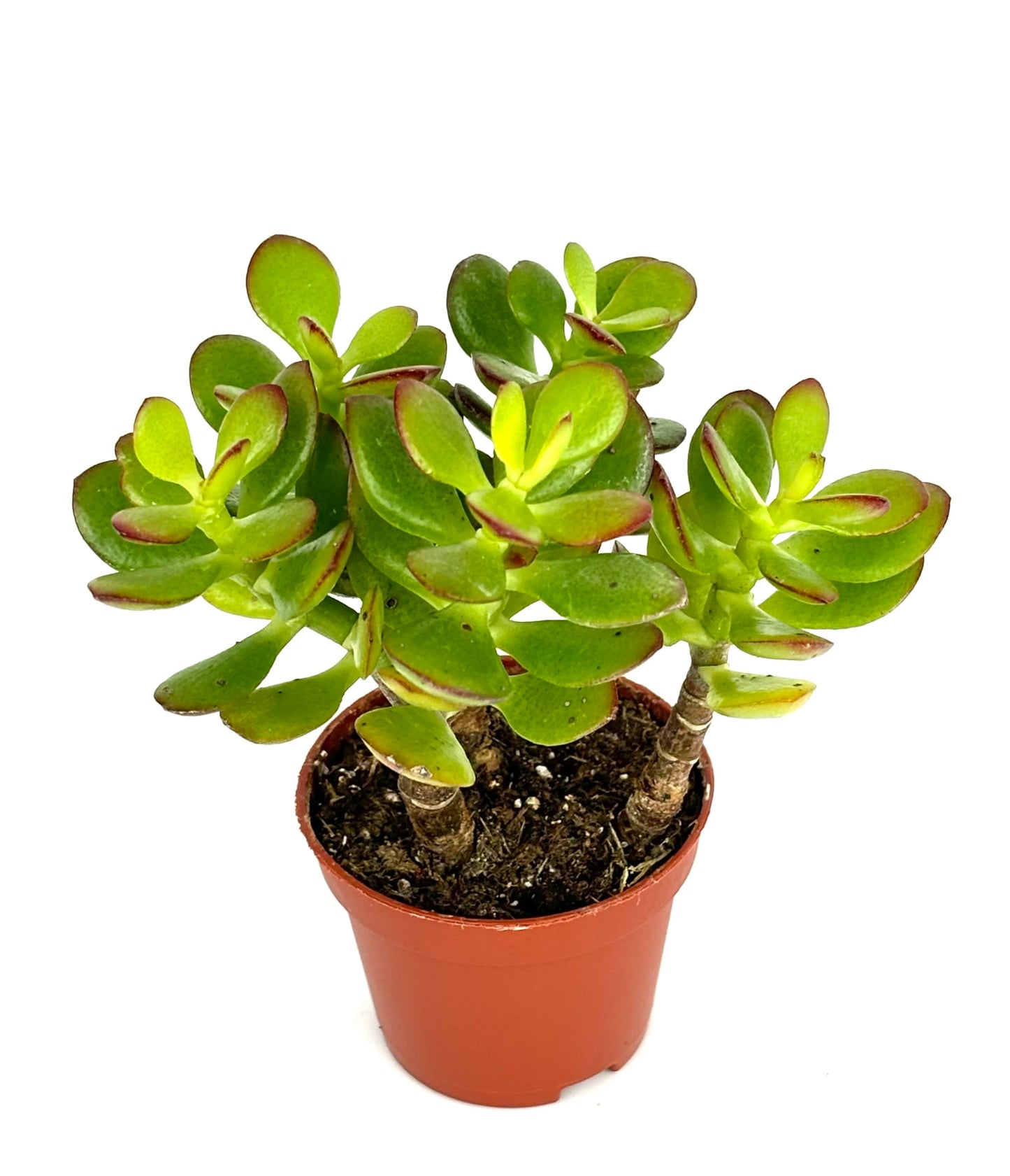Jade Succulent Plant, Easy Care, Live Plant 2" Pot