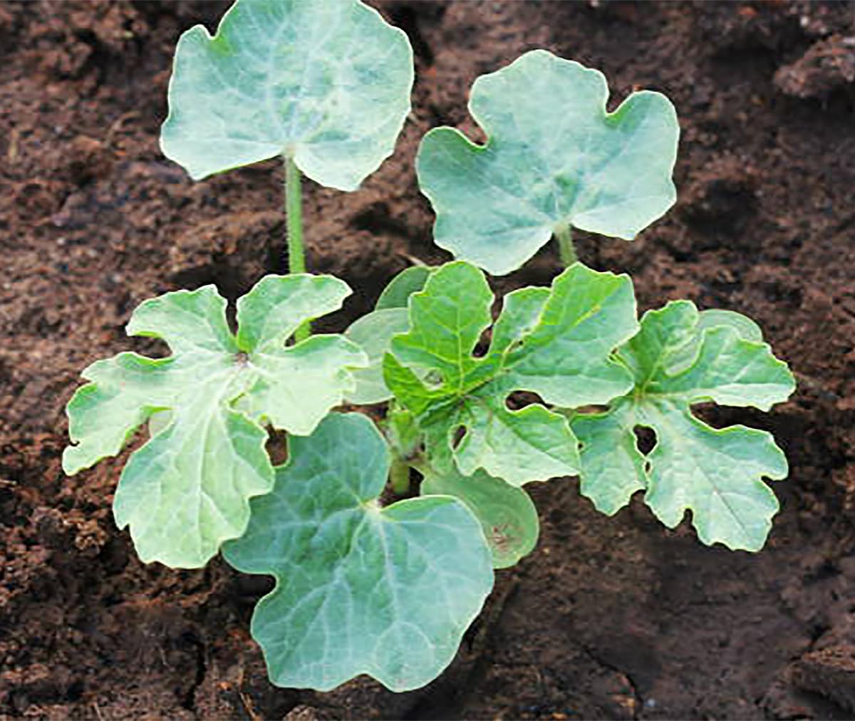 Jubilee Heirloom Watermelon Seeds