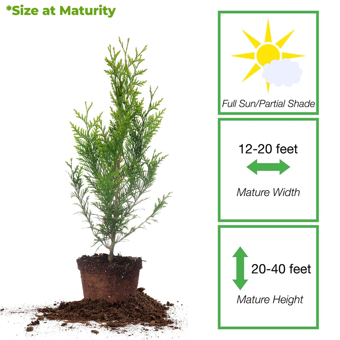 Perfect Plants Thuja Green Giant Plant 18-Pack | Large Evergreen Arborvitae Liner | Privacy Landscaping Kit in a Box