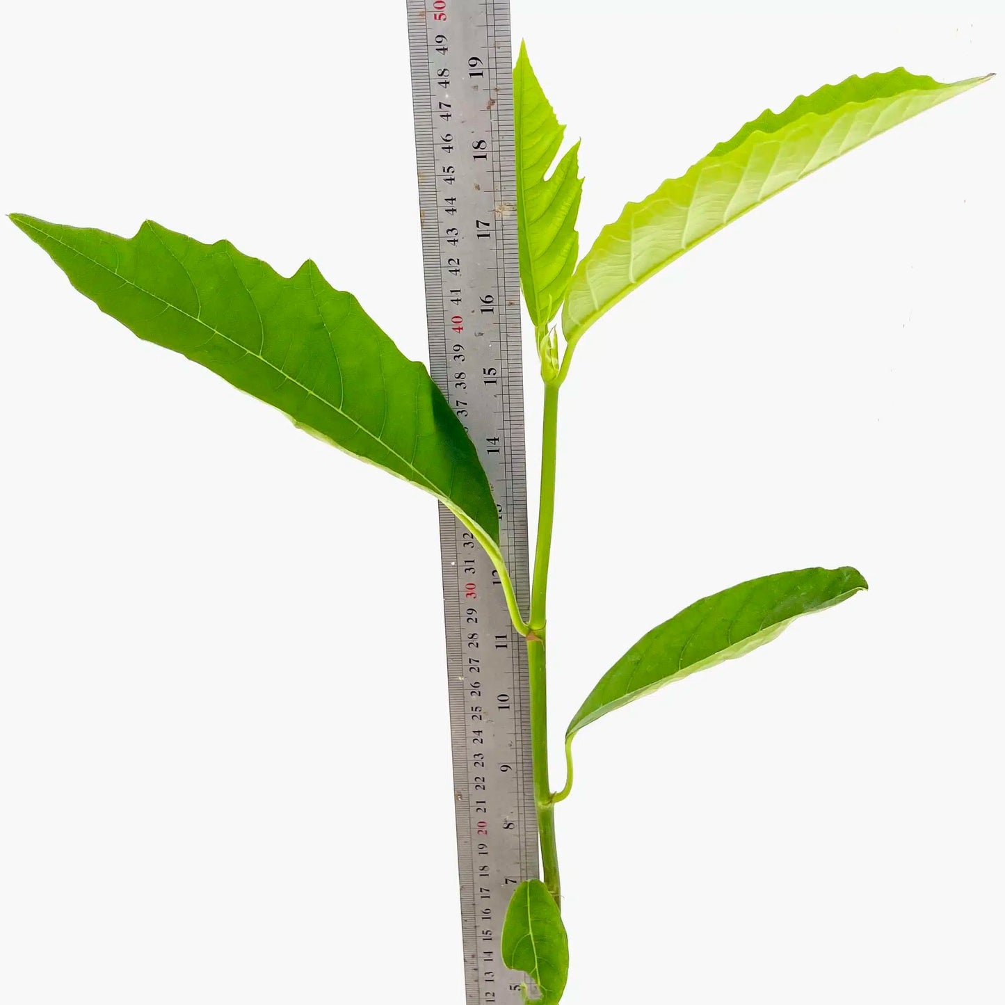 Live Plant - Breadfruit (Artocarpus camansi) Tropical Live Fruit Tree 2’-3’ feet