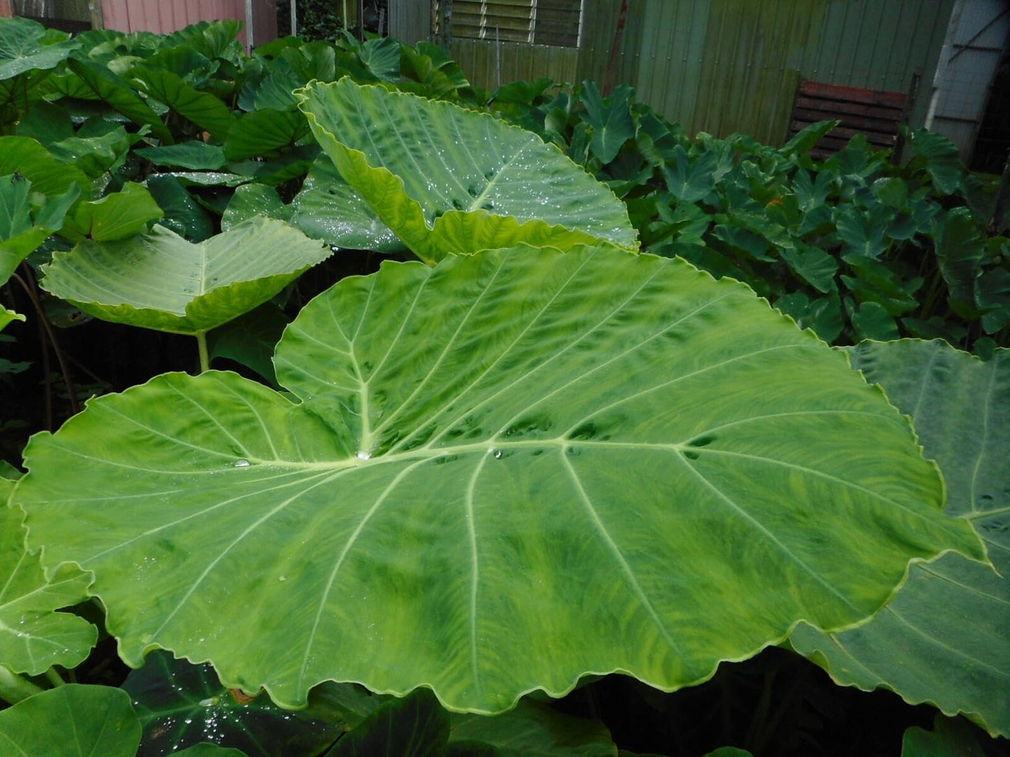 RedCrocus - RedCrocus Assorted Elephant Ear Xanthosoma – Large Tropical Foliage Plant, Shade Garden, Container Friendly, Pollinator Attractant, Indoor Use, Durable, Easy Care 6" Pot