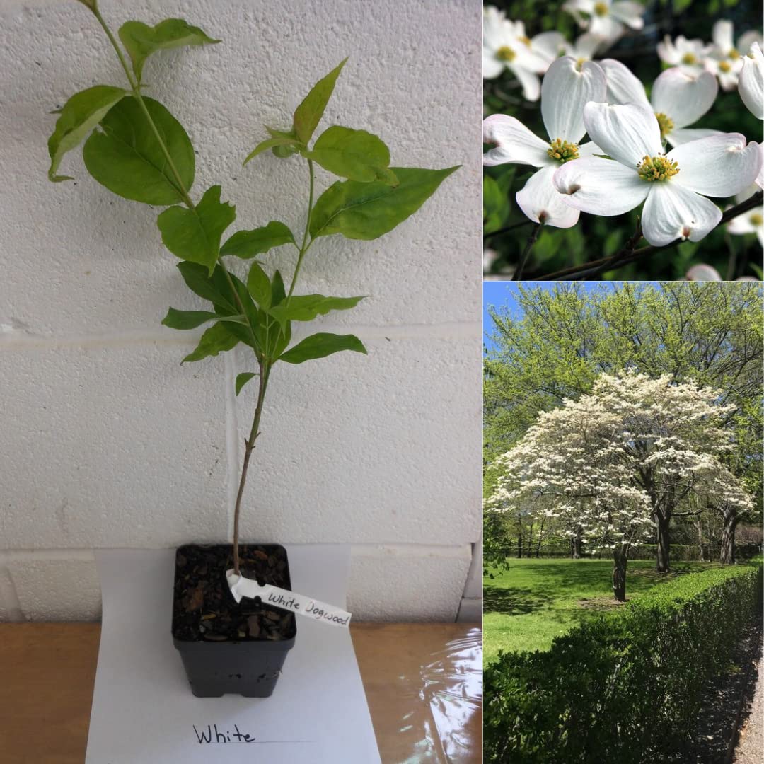 White Dogwood Flowering Tree Live Plant in 4" Pot, Bare Root to CA