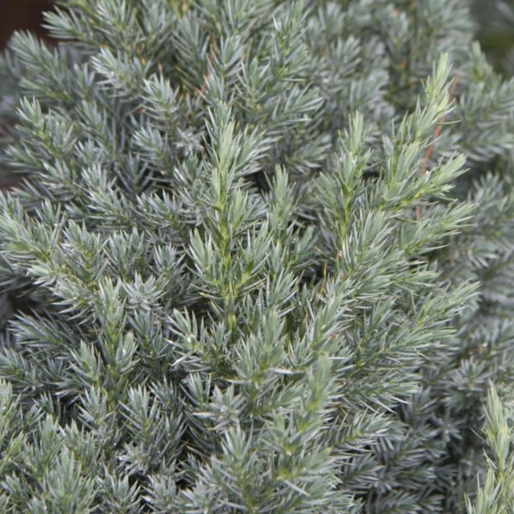 Spiny Greek Juniper (3)