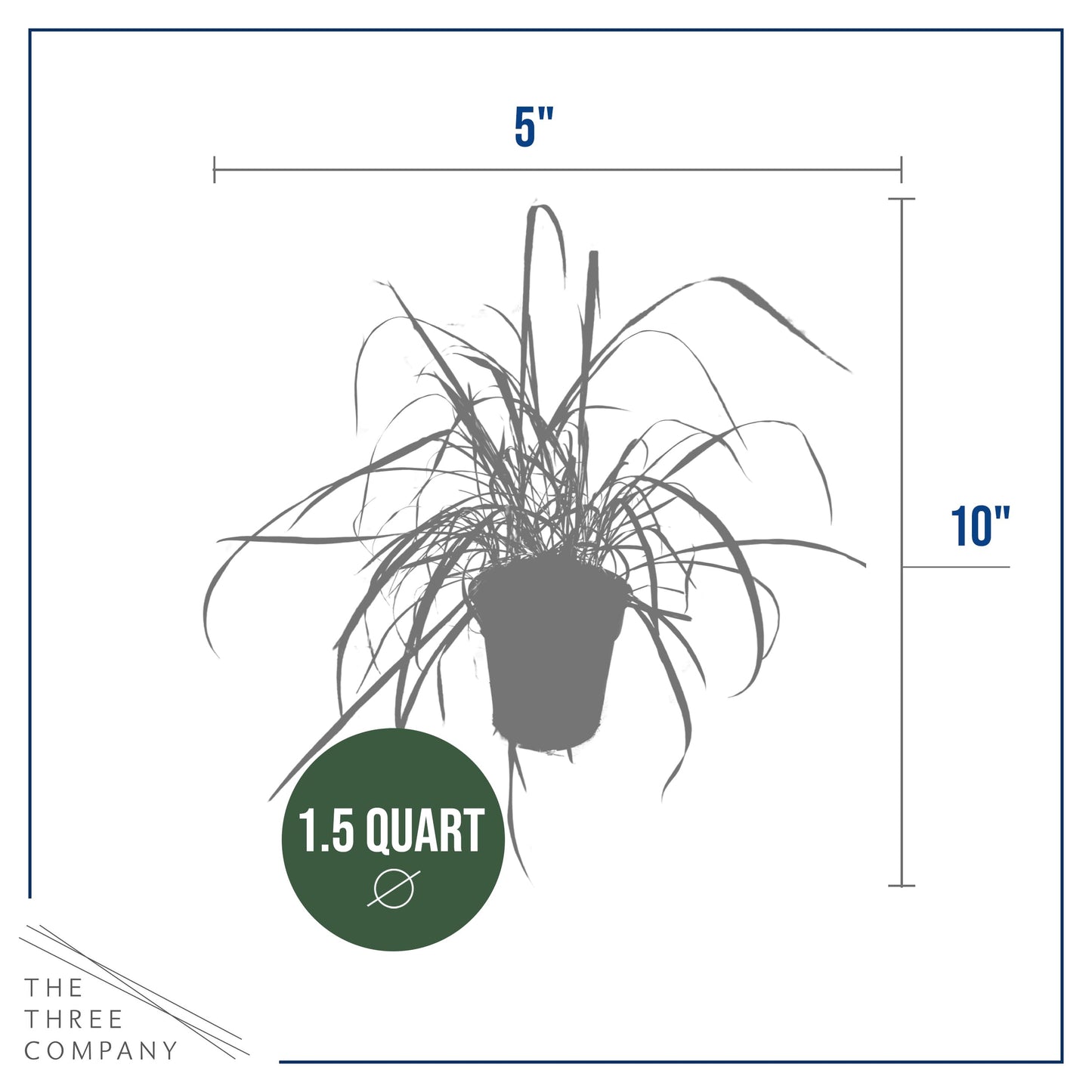 Live Healthy Lemongrass (2 Plants Per Pack) - Wards Off Pests - Natural Mosquito Repellant - Healthy and Fragrant - 10" Tall by 5" Wide in 1.5 Quart Pot