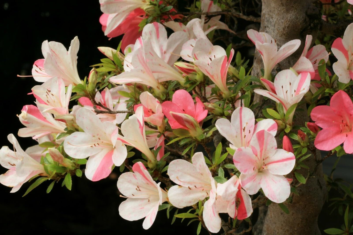 Live Plant - Astronaut Azalea Rhododendron Deciduous Starter Plant BI-Color Striped Blooms