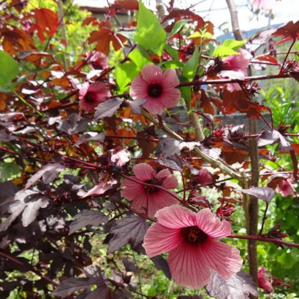 Pack 2 Cranberry Hibiscus Plants Live, 4-8 Inches Tall, Edible Ornamental Plant, Red Hibiscus Flowers