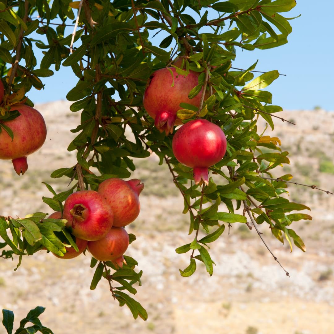 Live Pomegranate Tree, Sweet Fruit Tree, Cold Hardy, 2–3 Feet Tall in 3 Gallon Pot, Ready for Outdoor Growing, No Ship to CA