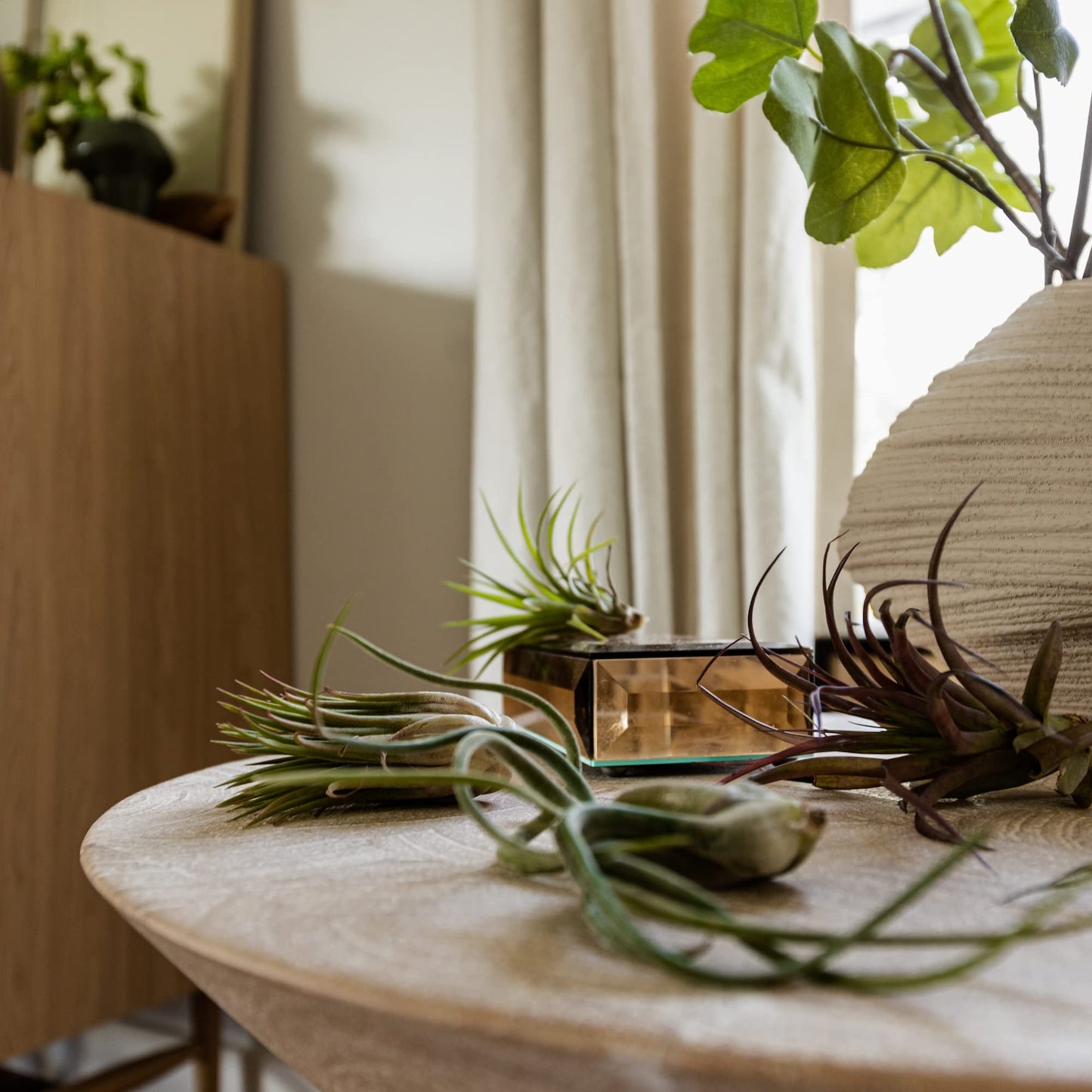 Live Air Plants - Tillandsia Variety, Regular 1-3" - 12ct - Live Arrival Guaranteed, House Plants for Home Decor & Gift