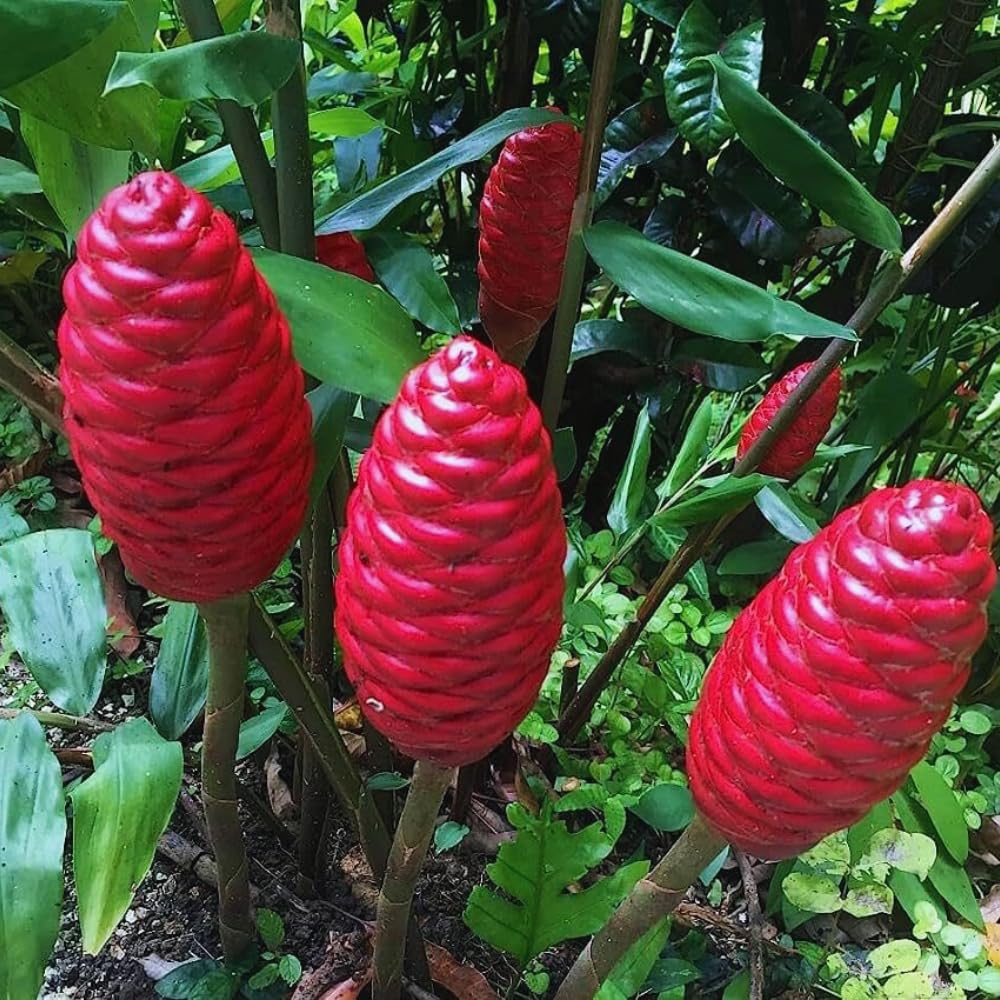 10 Shampoo Ginger Rhizomes for Planting, Zingiber Zerumbet Roots, Awapuhi Ginger Shampoo Plant Roots