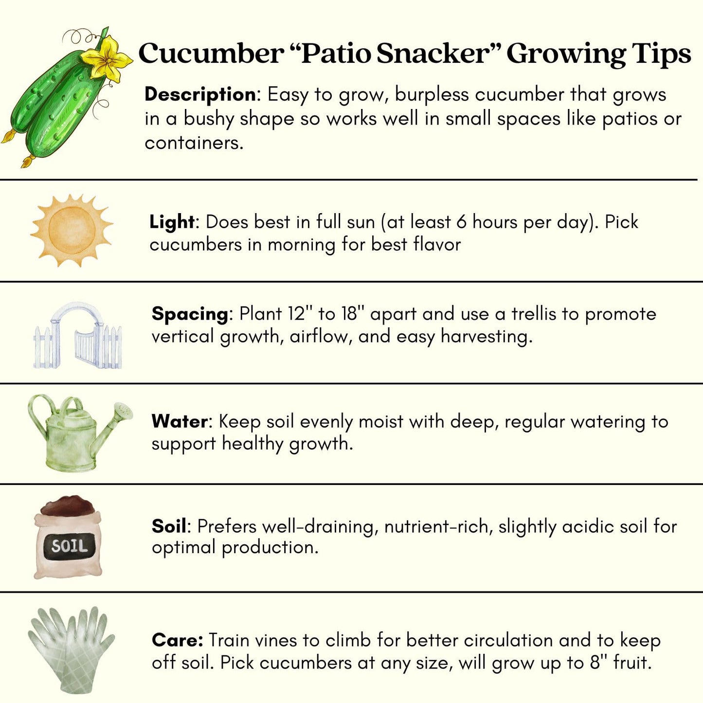 Clovers Garden Cucumber Patio Snacker Plants - Two (2) Live Plants – Non-GMO - Not Seeds - Each 4" to 8" Tall – in 4" Inch Pots - Burpless, High Yield, Compact
