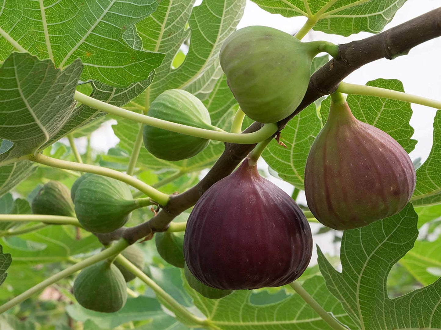 Ficus "Celeste" Fig Tree live plant cold hardy