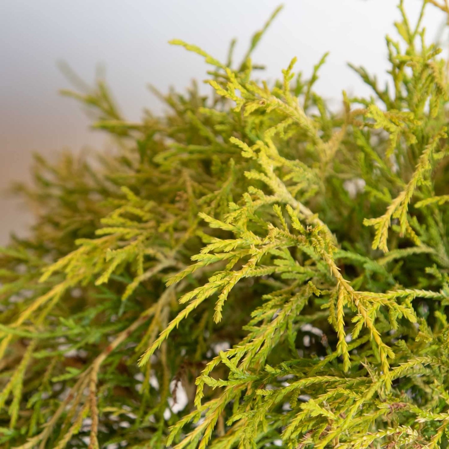 Gold Mop Threadleaf False Cypress (2.5 Quart) Weeping Evergreen Shrub with Yellow Foliage - Japanese Chamaecyparis Pisifera