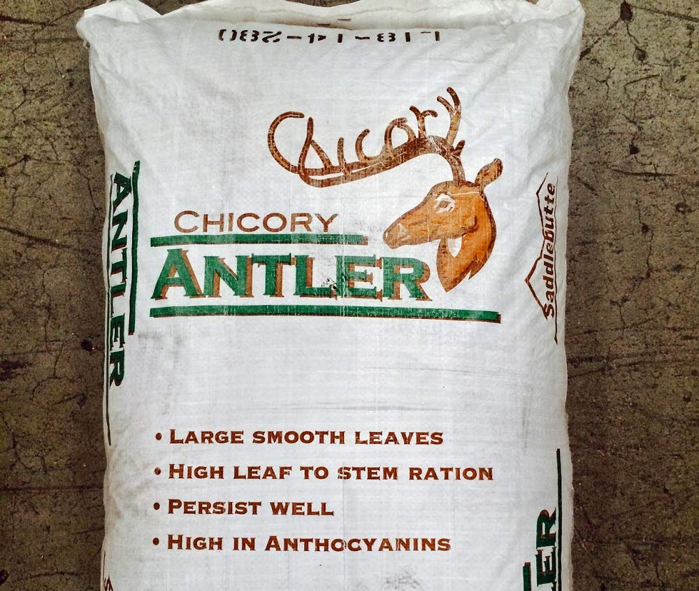 Antler Chicory Wildflower Seeds (Cichorium Intybus), 1 Pound